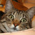 :iconpro-editor: