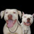 :iconpro-pitbull:
