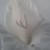 :iconpro5864: