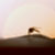 :iconprocellariidae: