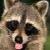 :iconprocyon-lotor: