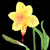 :iconprojectdaffodil: