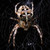 :iconprojectschwarzdorn: