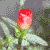 :iconprojectthree: