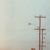 :iconprotestthehero:
