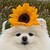 :iconprotexena: