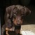 :iconprouddoberman: