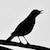 :iconprowesssymphony: