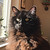 :iconProwlingStarward: