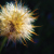 :iconproxinator-stock: