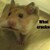 :iconprussia2: