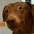 :iconprussiaxcanadia: