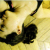 :iconpscarlet: