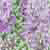 :iconpseudomania: