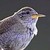 :iconPsycat-Aurora:
