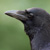 :iconpsychic-krow: