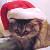 :iconpsychic-yoda: