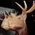 :iconpsycho-moose: