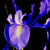 :iconpsychodelicgod: