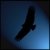 :iconpsycholog: