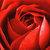 :iconpsychotria: