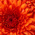 :iconpsychsparrow: