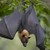 :iconpteropus-vampyrus: