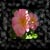 :iconptit-clown: