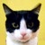:iconpucca-arts: