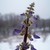 :iconpuddleworks:
