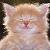 :iconpuddytat: