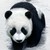 :iconpudgy-panda: