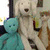 :iconpuffypbl:
