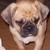 :iconpuggleplz: