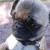 :iconPugHugger: