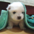 :iconpugusdoggers: