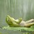 Pulagatha :iconpulagatha: