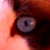 :iconPulchraAnima: