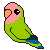 :iconpulgajilla: