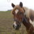 :iconpumpi12denise-stock: