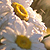 :iconpunk-cookie: