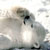 :iconpunky-polarbear: