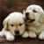 :iconpuppies101rock: