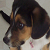 :iconpuppy-diva111: