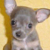 :iconpuppy-of-luck: