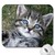 :iconpuppy09:
