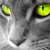 :iconpuppy3721: