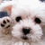 :iconpuppycuteplz: