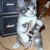 :iconpuppylove15: