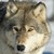 :iconpuppylover222: